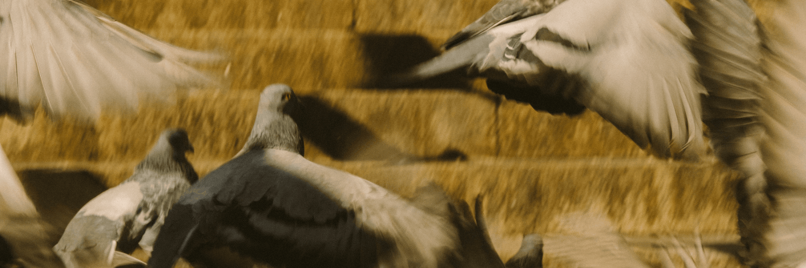 Eastlogue - Due West